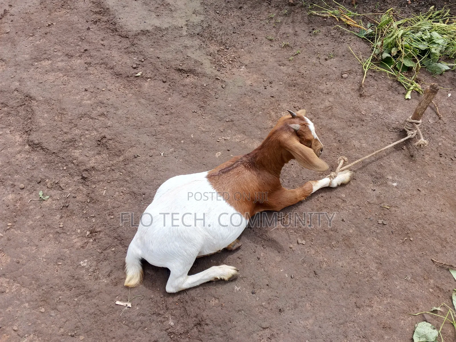 Young Female Exotic Boer On Sale