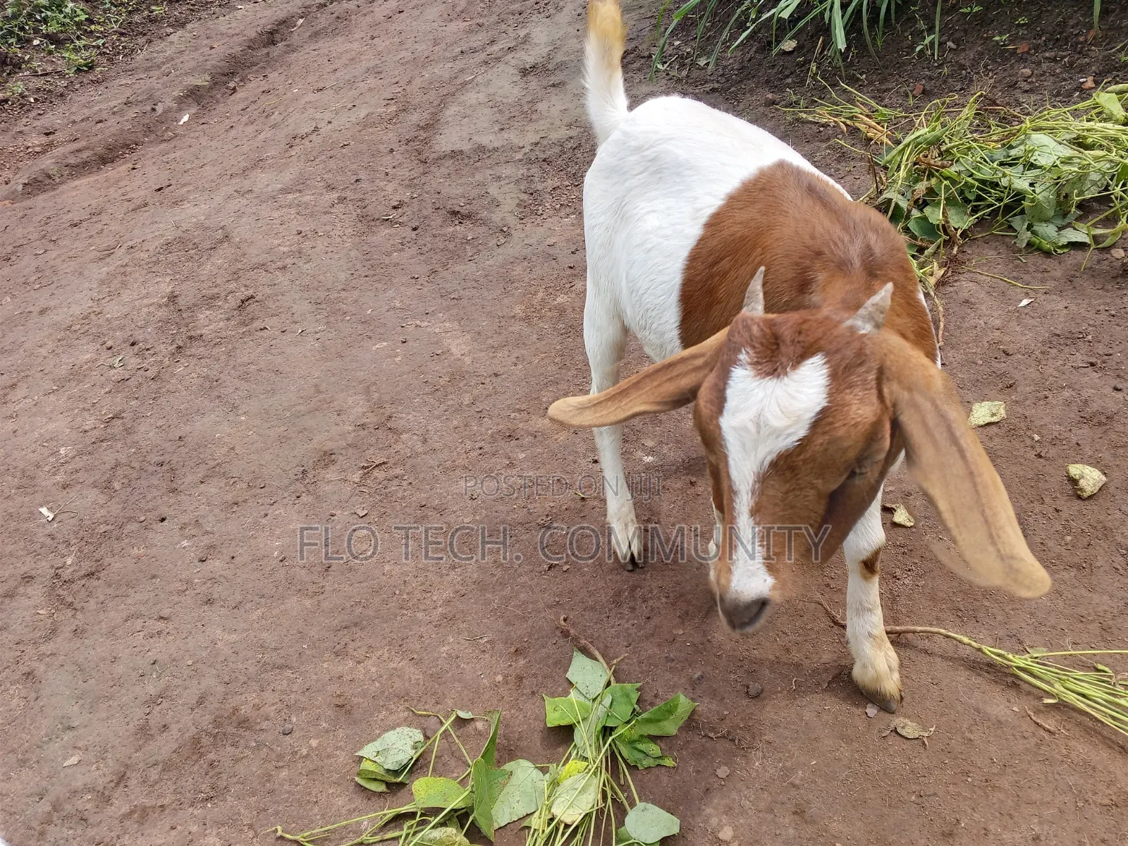 Young Female Exotic Boer On Sale