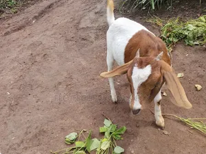 Young Female Exotic Boer On Sale