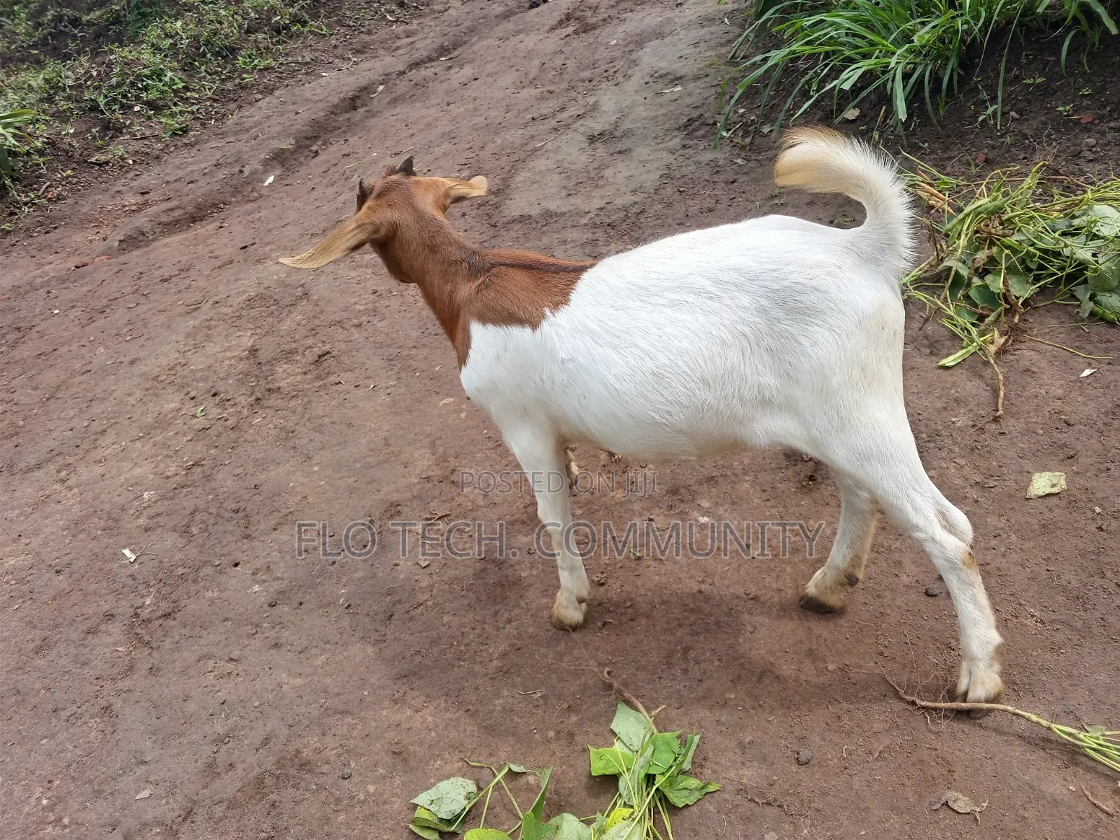 Young Female Exotic Boer On Sale
