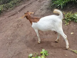Young Female Exotic Boer On Sale