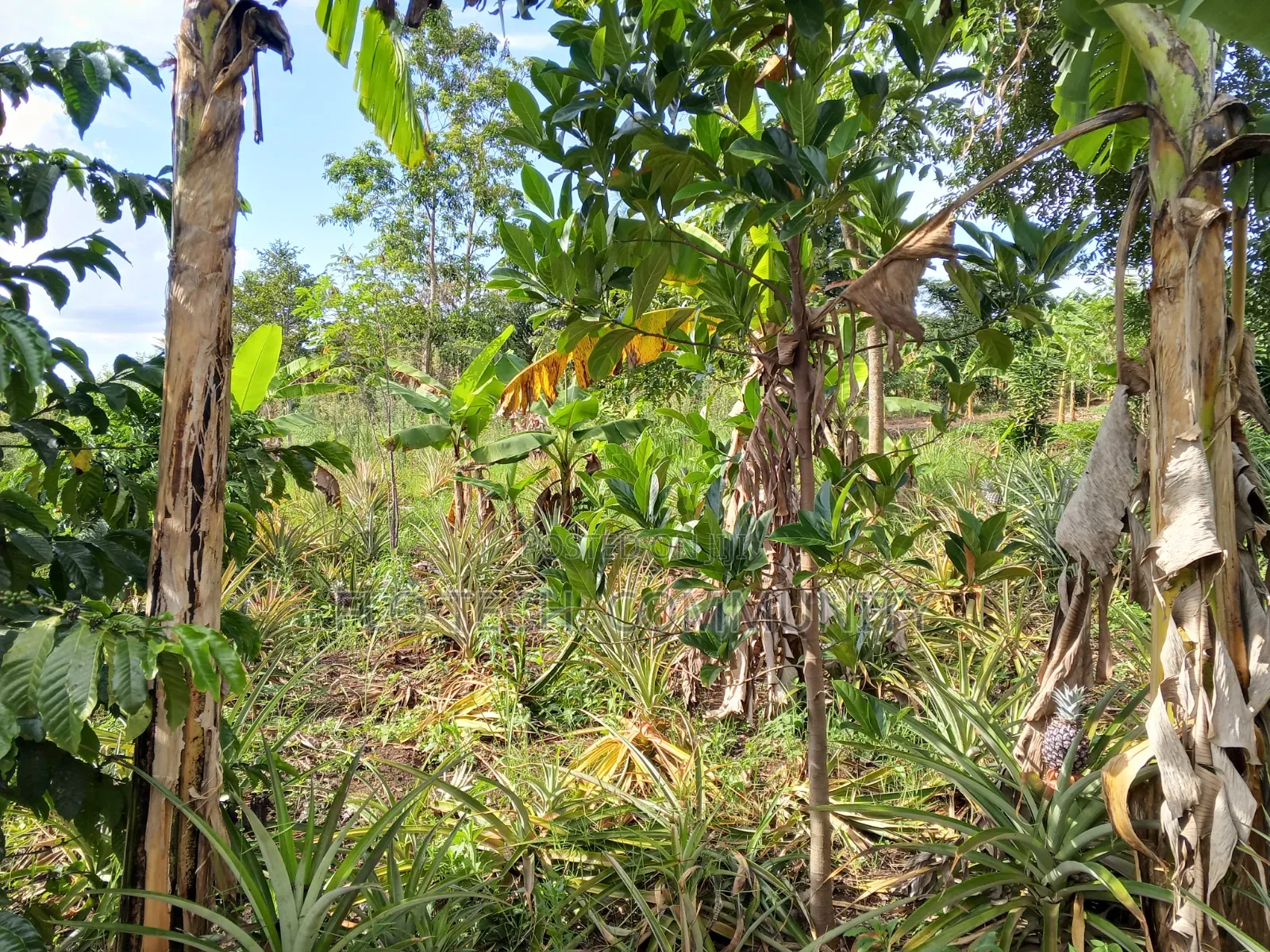 50ft *190ft Plot For Sale In Nkoko, Kakumiro