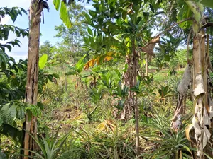 50ft *190ft Plot For Sale In Nkoko, Kakumiro