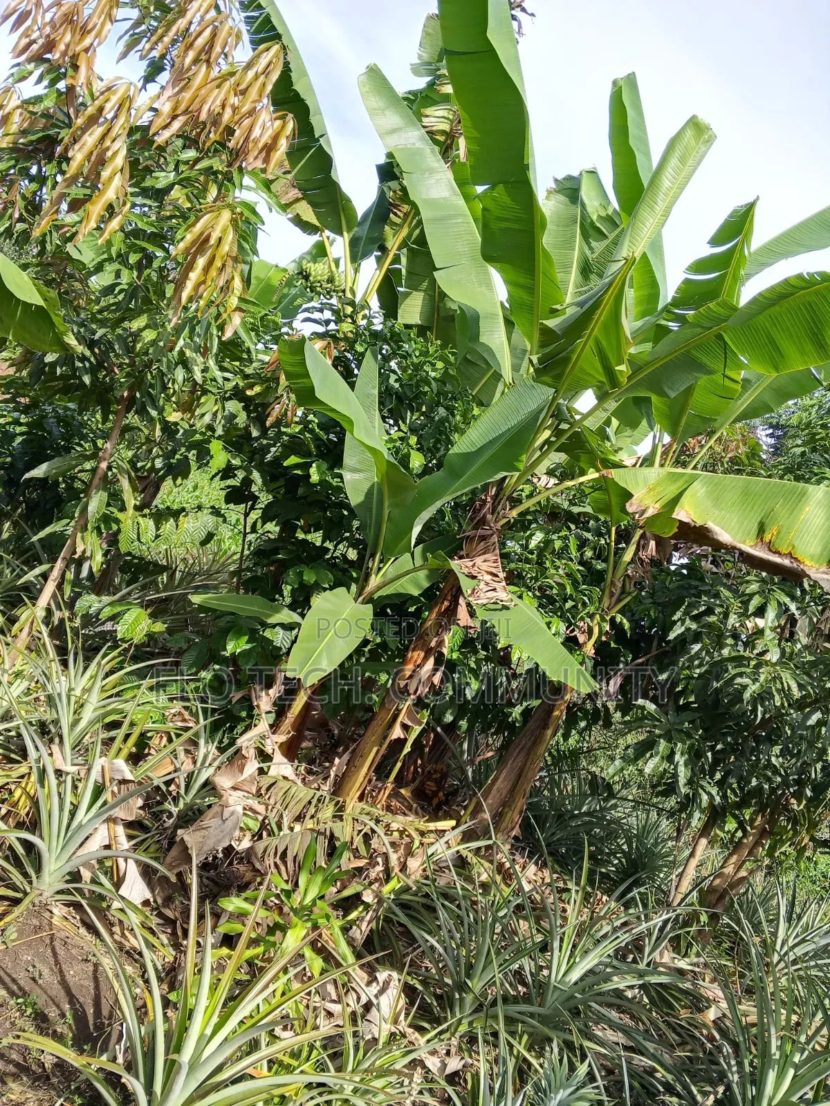 50ft *190ft Plot For Sale In Nkoko, Kakumiro
