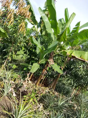 50ft *190ft Plot For Sale In Nkoko, Kakumiro