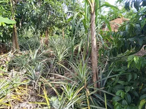 50ft *190ft Plot For Sale In Nkoko, Kakumiro