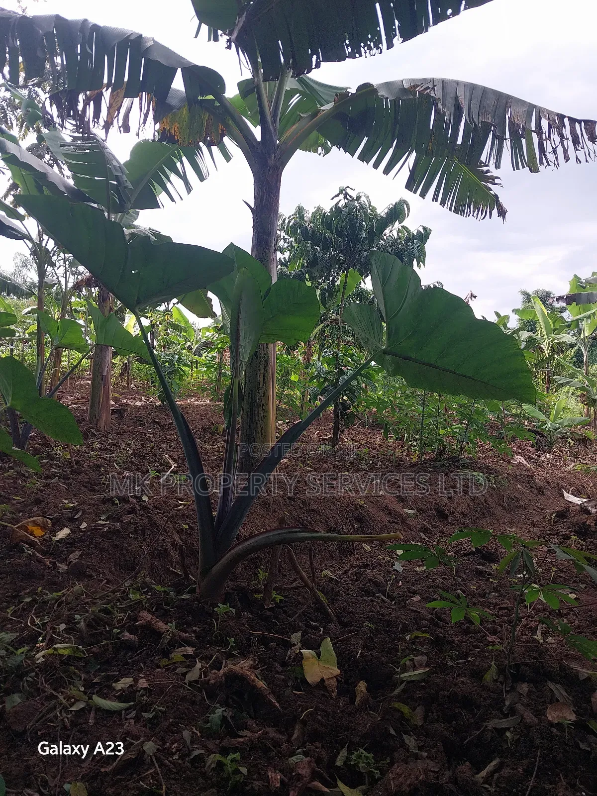 Titled Plot on Quick Sale in Matugga Kavule Town