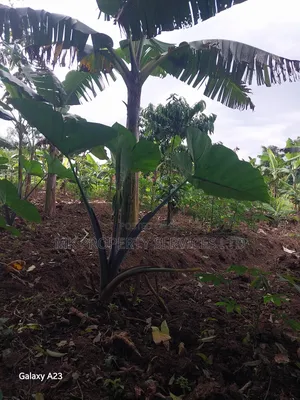 Titled Plot on Quick Sale in Matugga Kavule Town