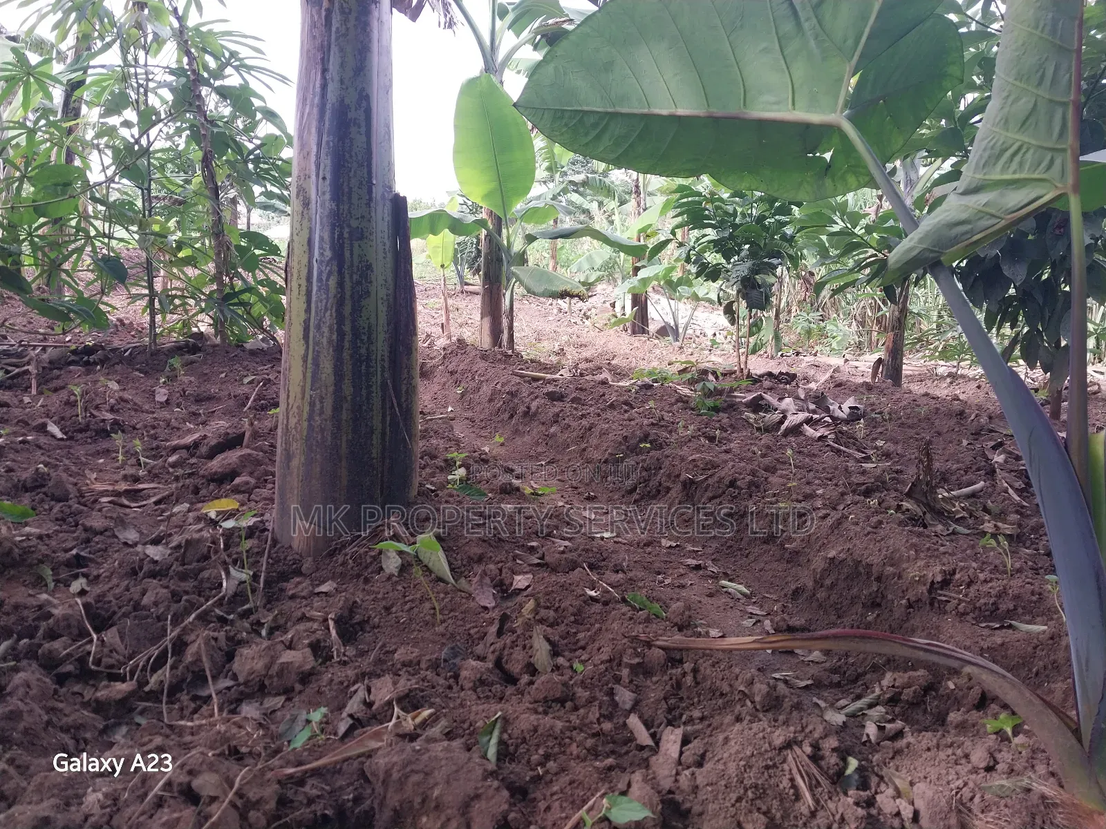Titled Plot on Quick Sale in Matugga Kavule Town