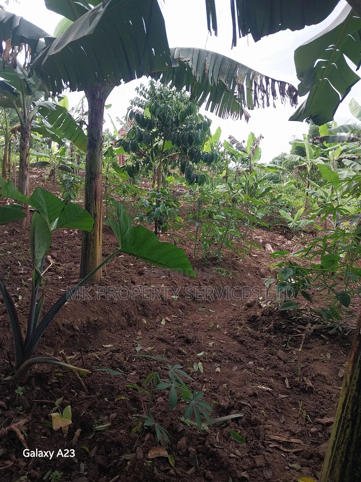 Titled Plot on Quick Sale in Matugga Kavule Town
