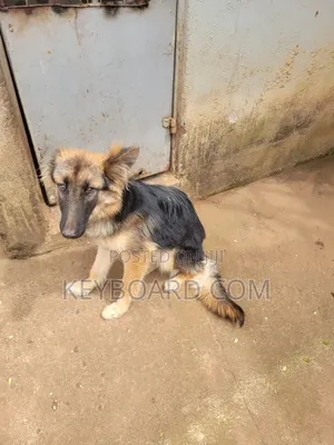 3-6 months Female Purebred German Shepherd