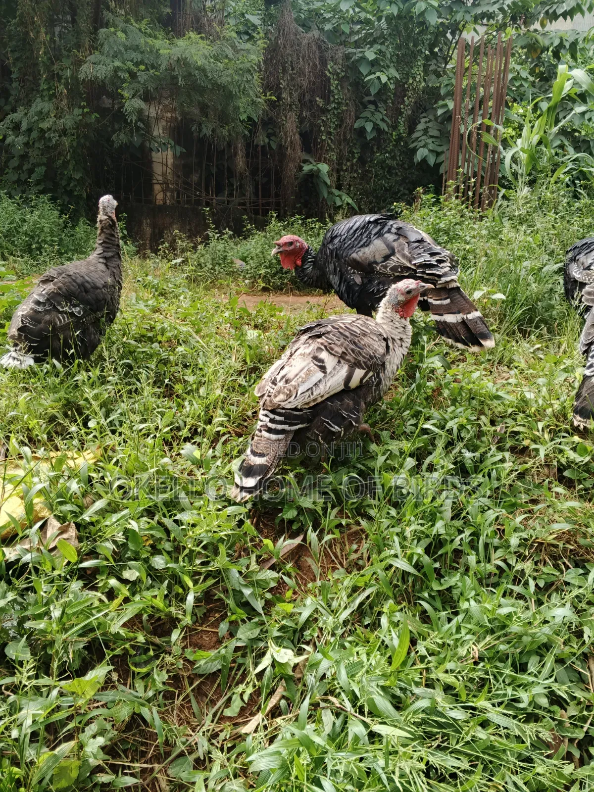 2 Mature Female and 1 Male for Sale