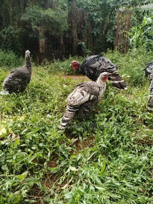 2 Mature Female and 1 Male for Sale