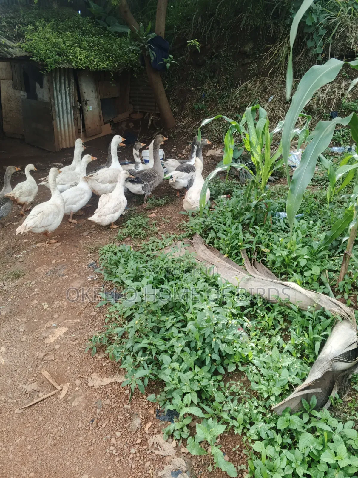 Geese for Sale in Pairs