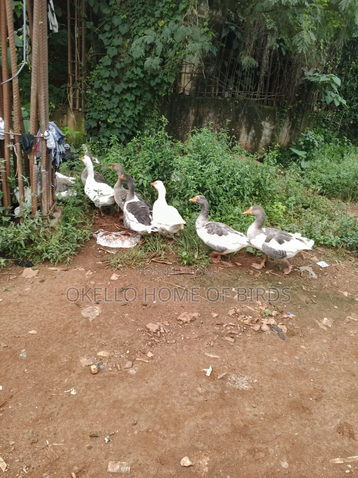 7 Mature Geese for Sale