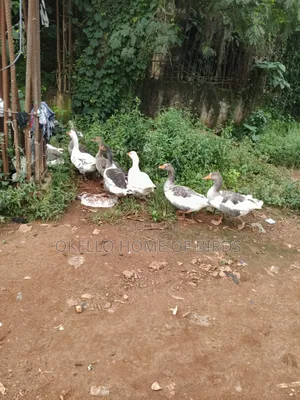 7 Mature Geese for Sale
