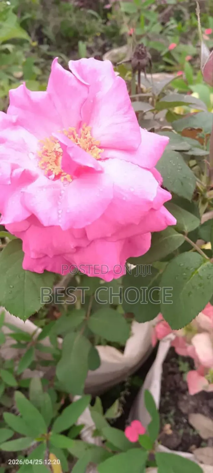 Simply Beautiful Flowers and Plants