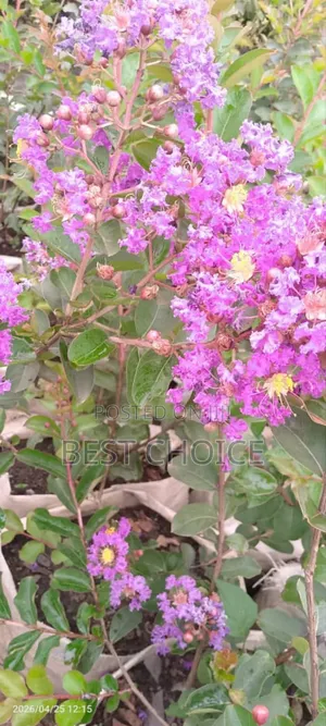 Simply Beautiful Flowers and Plants