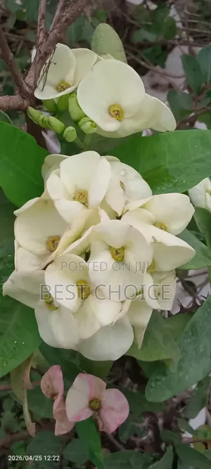 Simply Beautiful Flowers and Plants