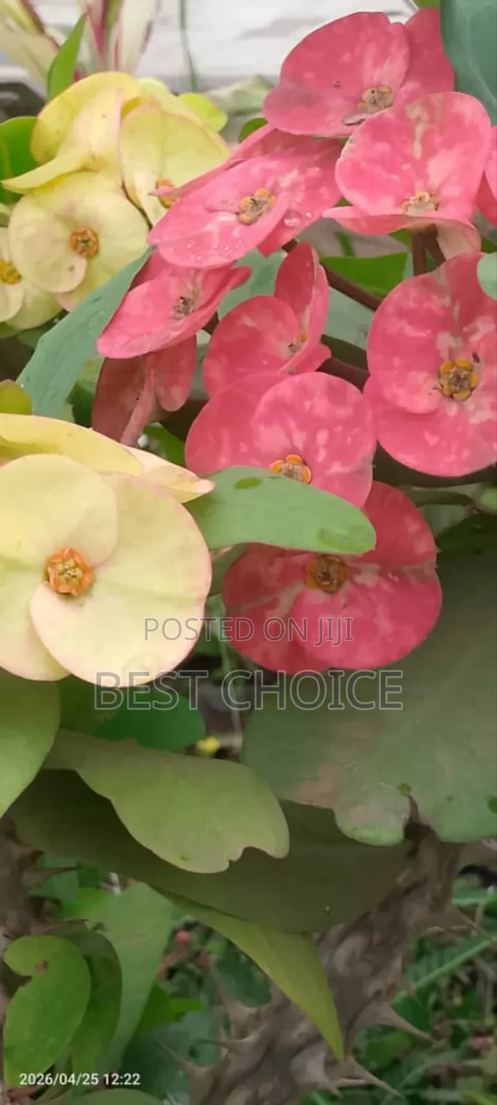 Simply Beautiful Flowers and Plants