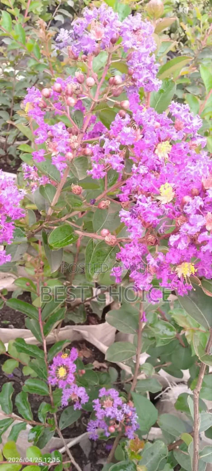 Simply Beautiful Flowers and Plants