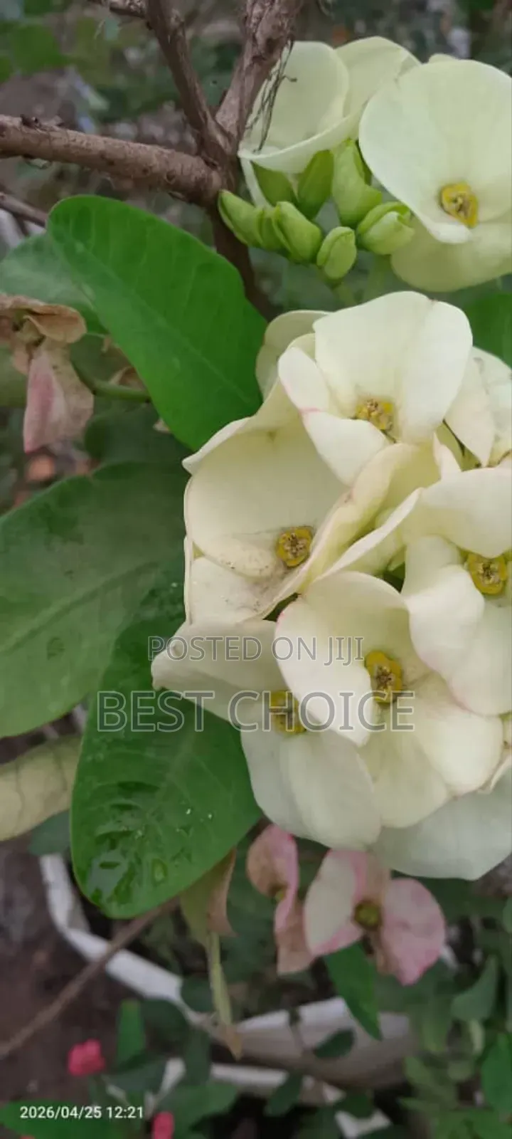 Simply Beautiful Flowers and Plants
