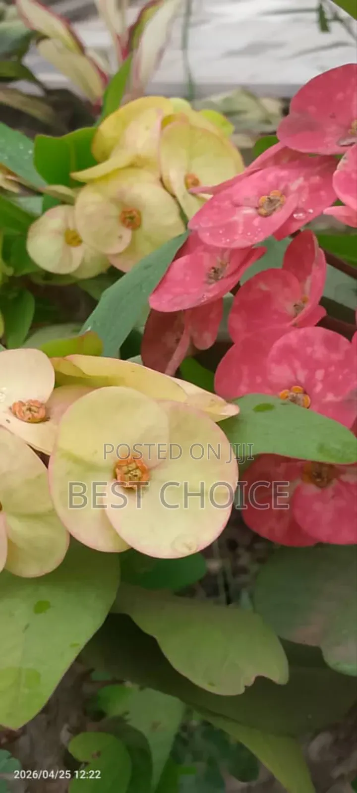 Simply Beautiful Flowers and Plants