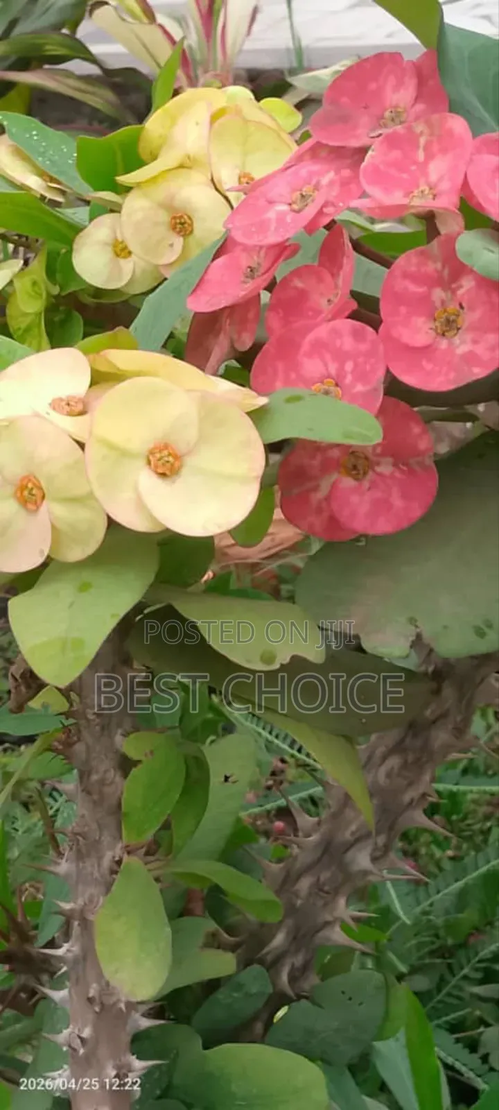 Simply Beautiful Flowers and Plants
