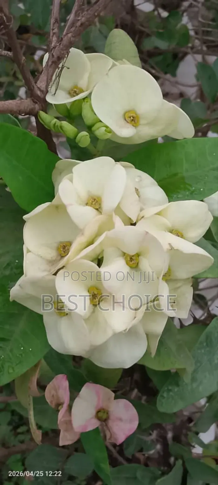 Simply Beautiful Flowers and Plants