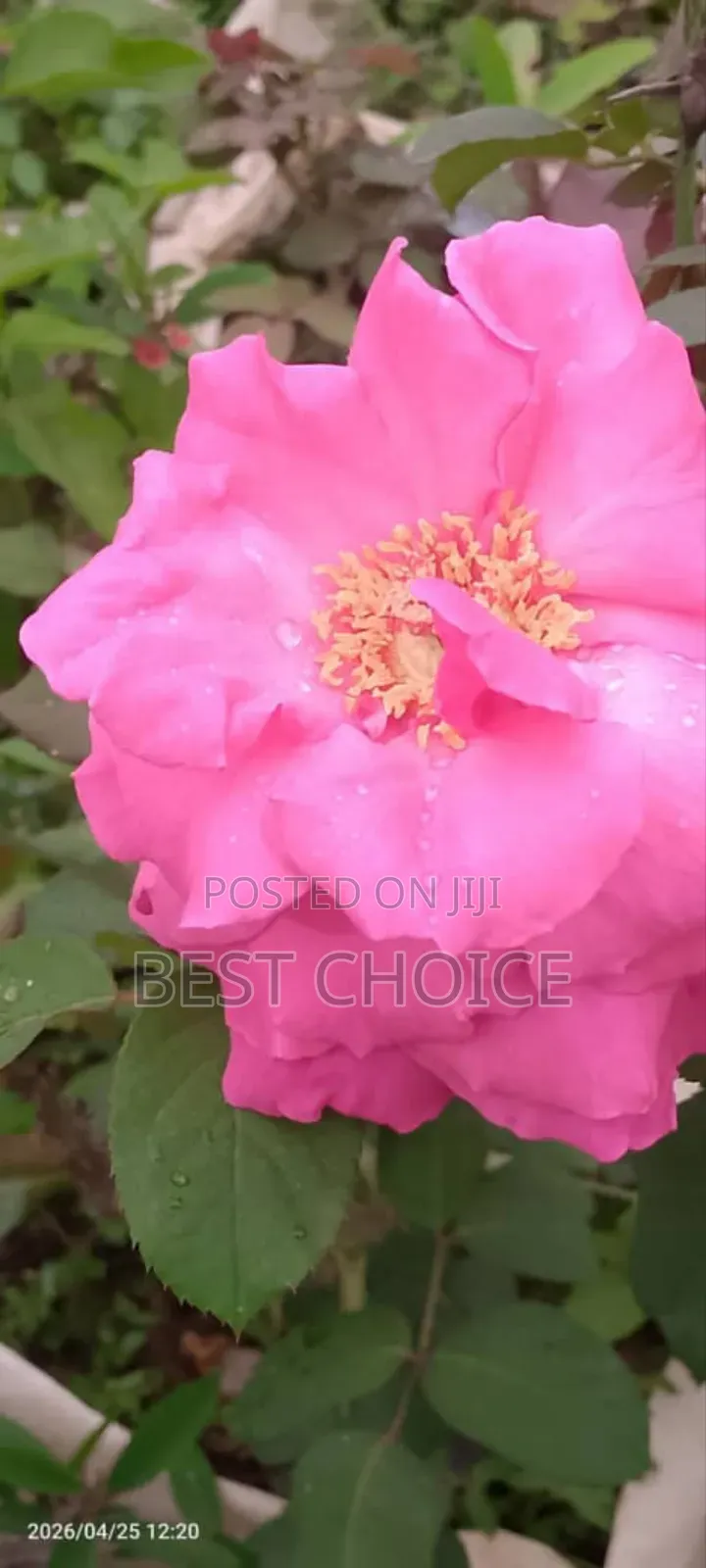Simply Beautiful Flowers and Plants