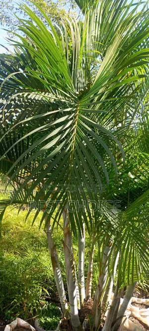 Cane Palms: Sleek and Stylish.