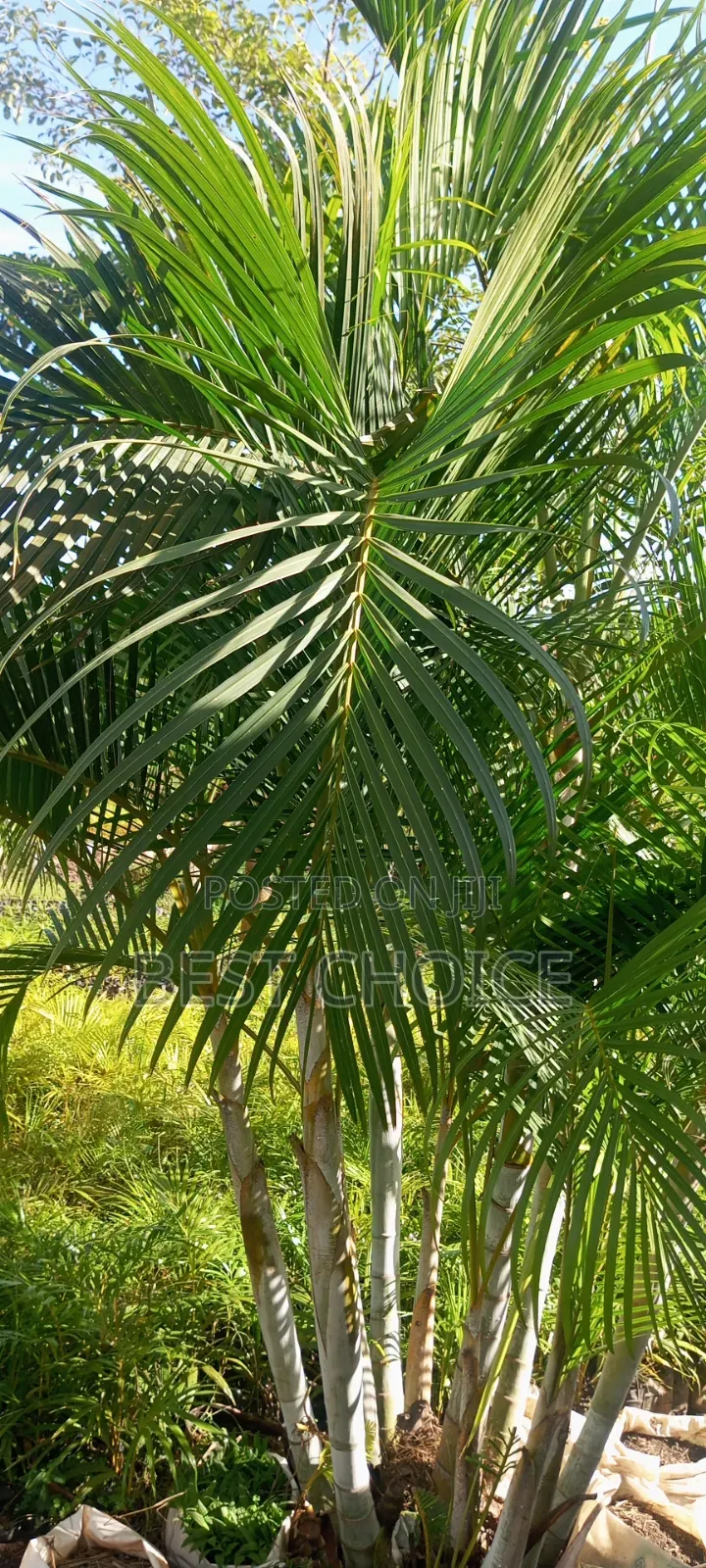 Cane Palms: Sleek and Stylish.