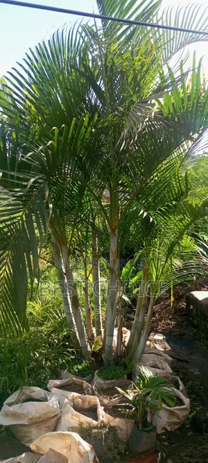 Cane Palms: Sleek and Stylish.