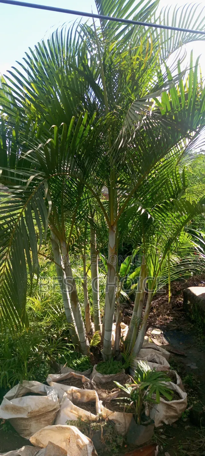 Cane Palms: Sleek and Stylish.