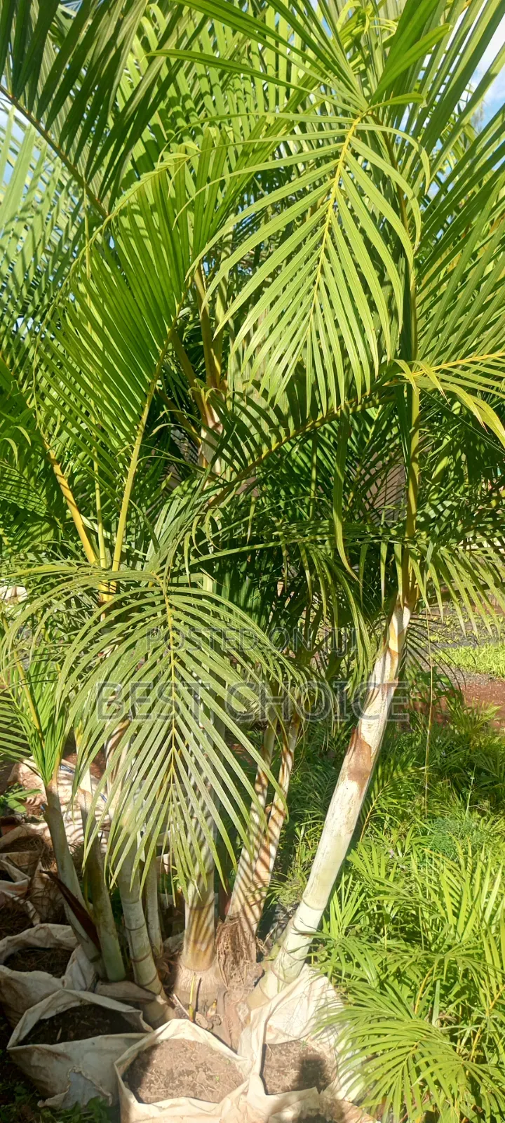 Cane Palms: Sleek and Stylish.
