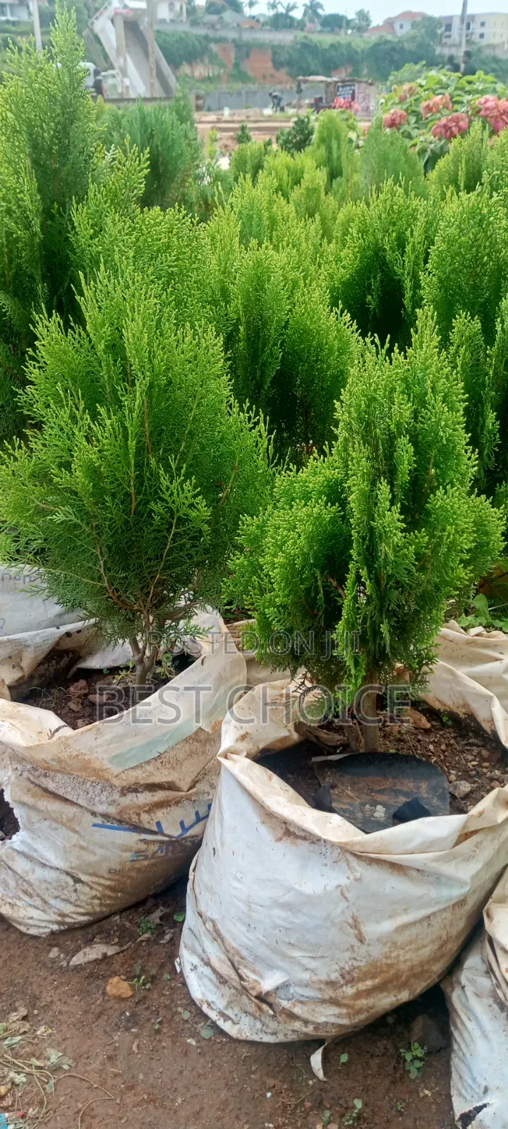 Thuja Plant at Affordable Costs