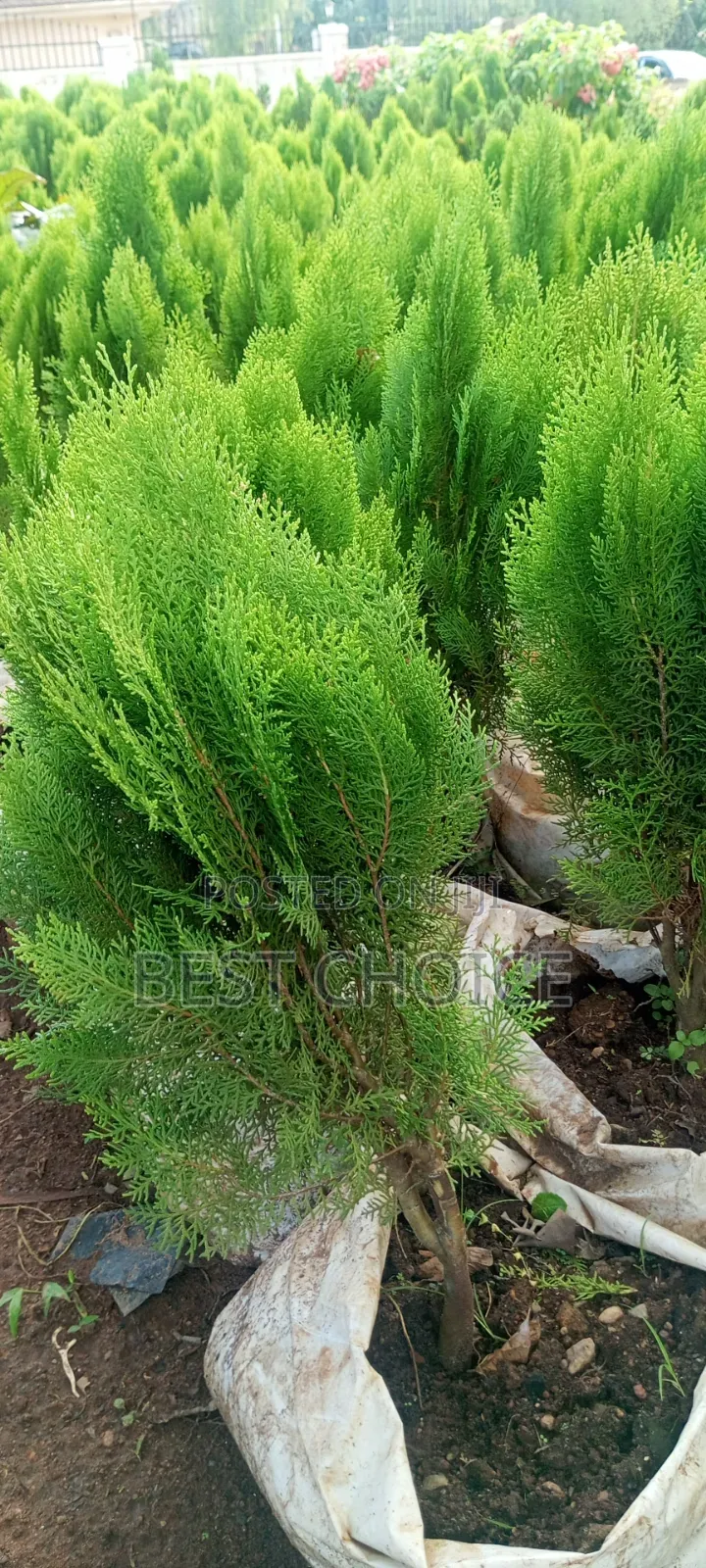 Thuja Plant at Affordable Costs