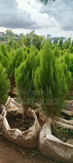 Thuja Plant at Affordable Costs