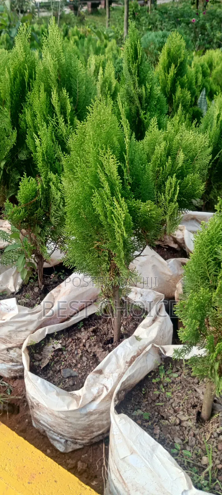 Thuja Plant at Affordable Costs