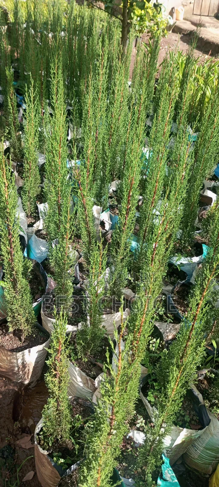 Italian Cypress, the Ever Green Charm.
