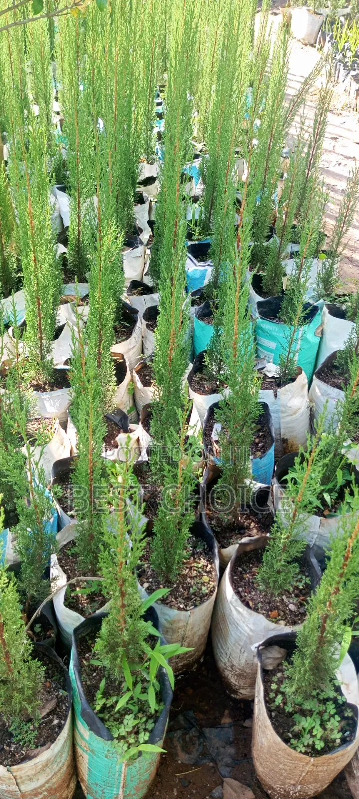 Italian Cypress, the Ever Green Charm.