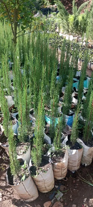 Italian Cypress, the Ever Green Charm.