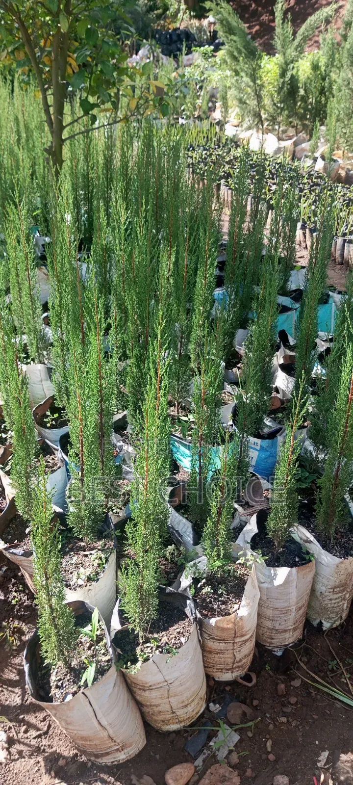 Italian Cypress, the Ever Green Charm.