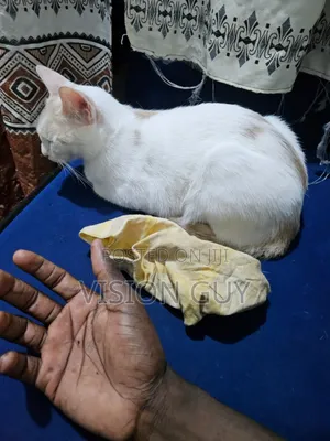 1+ year Female Mixed Breed Colorpoint Shorthair