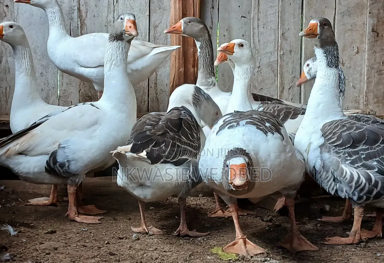 Security Geese
