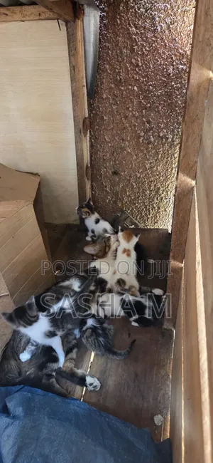 0-1 month Female Mixed Breed Exotic