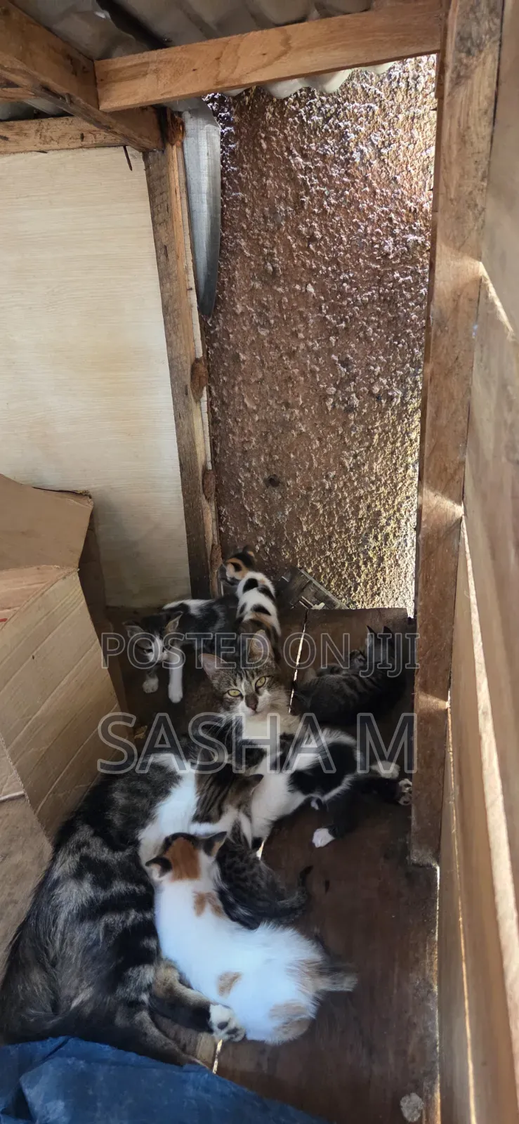 0-1 month Female Mixed Breed Exotic