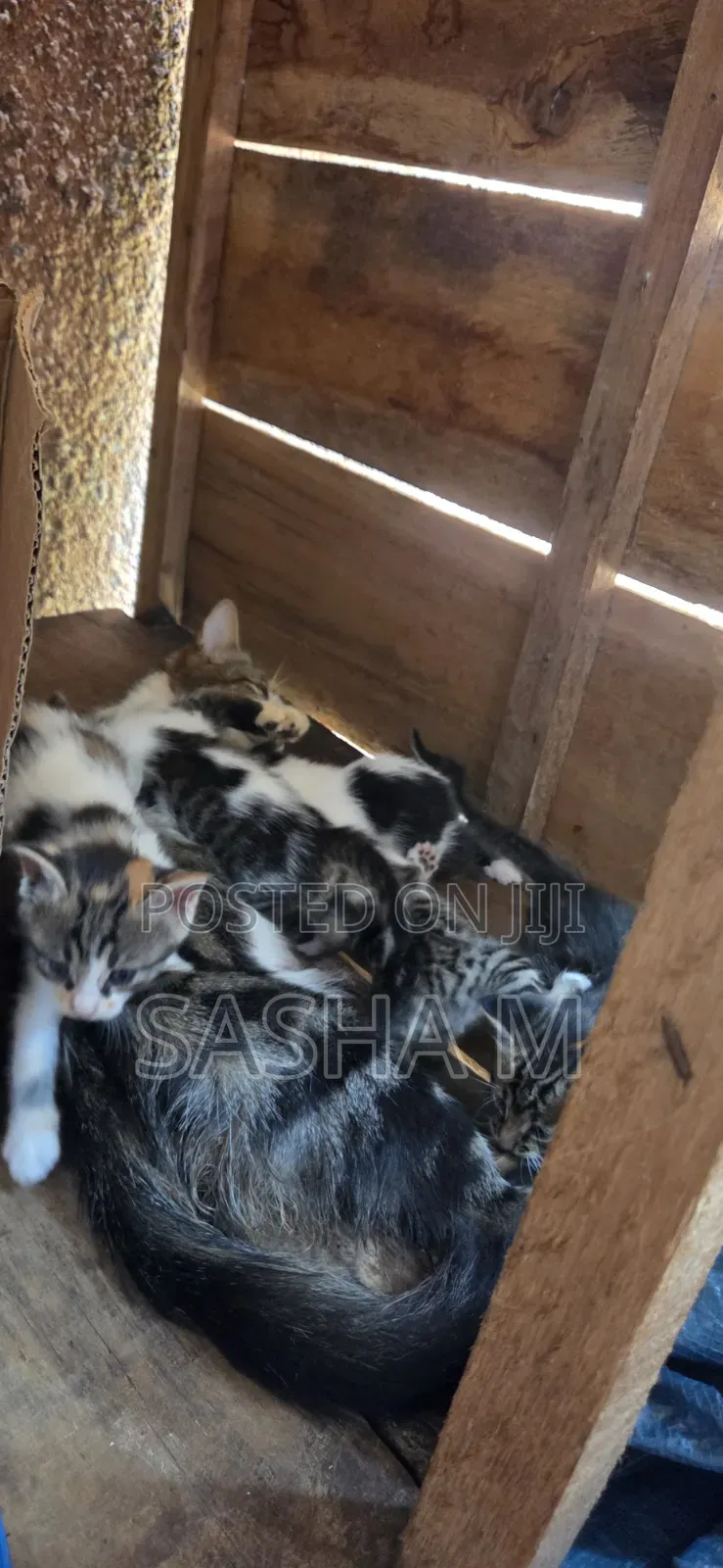 0-1 month Female Mixed Breed Exotic