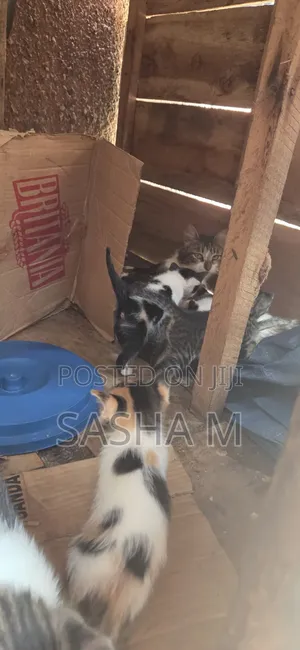 0-1 month Female Mixed Breed Exotic