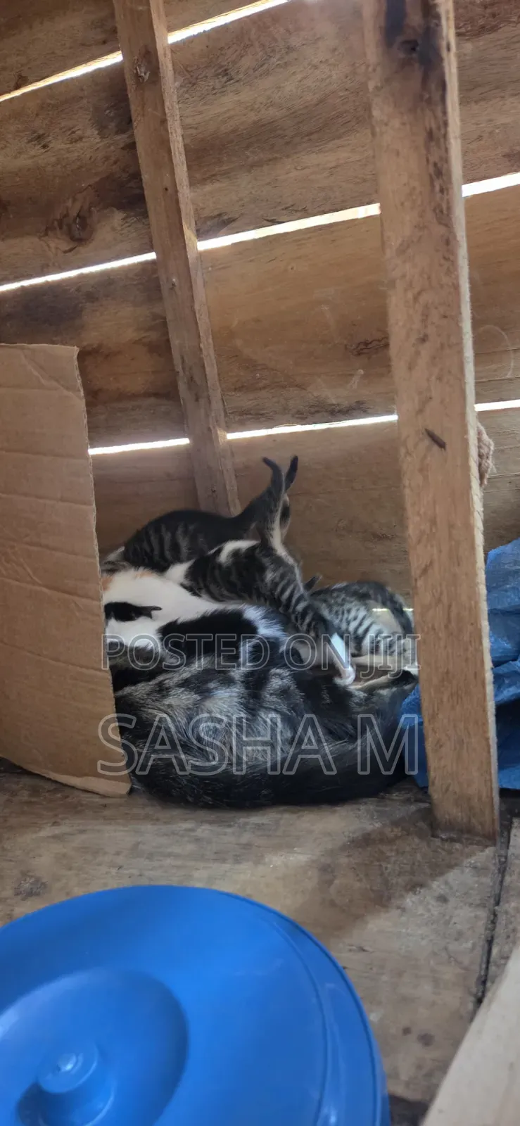 0-1 month Female Mixed Breed Exotic